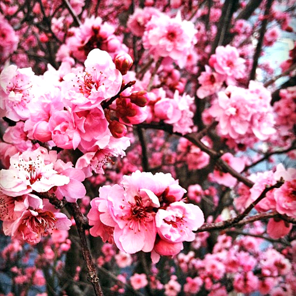 flowers