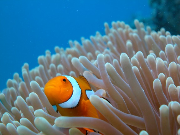 Anemone with Clownfish-sm