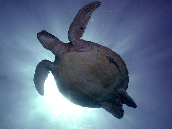 Green Sea Turtle & Slender Suckerfish-sm
