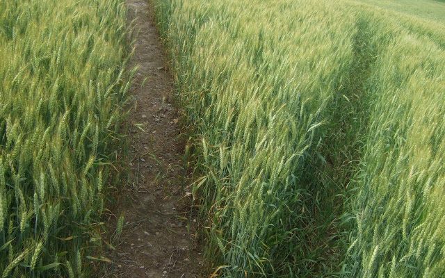 Splendor of wheat on the farm_AnnVoskamp.com