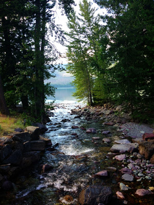 A bubbling brook in a thick forest