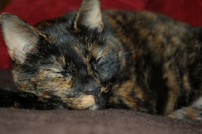tortoiseshell cat on the couch