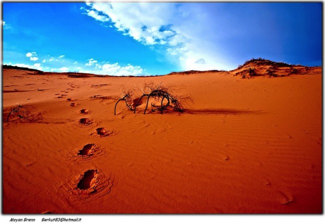 20130913_AnnieDowns_desert.jpg