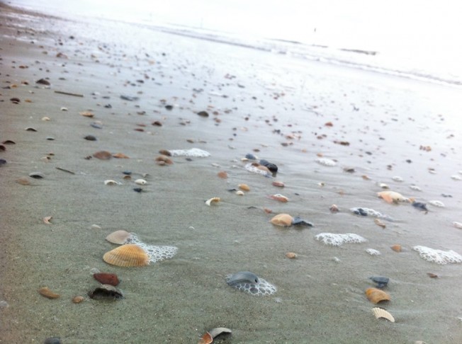 beachshells