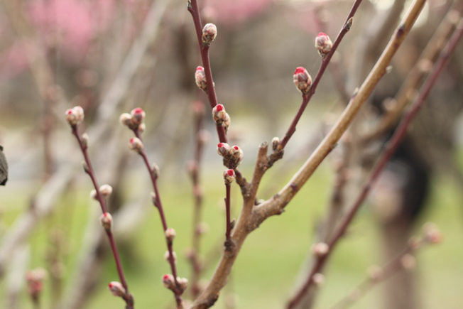 20140325_sbryant_peachblossoms