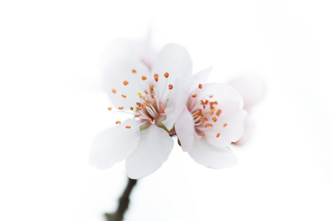 Cherry Blossom in Spring