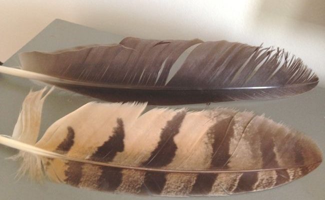 feathers