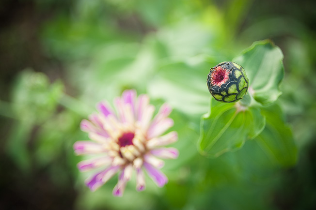 Budding Flowers