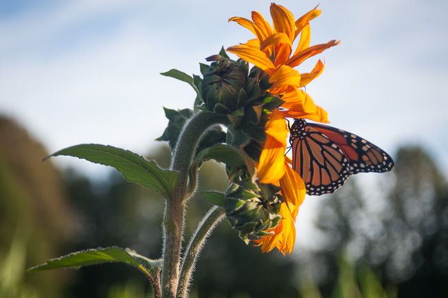 Monarch on a Sunflower