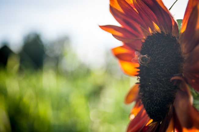 Bee on Sunflower